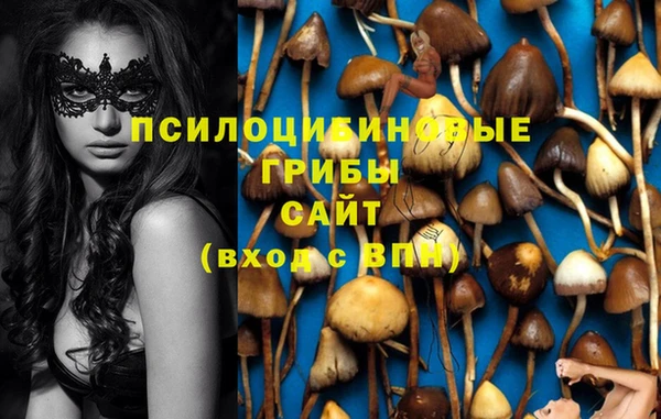 стаф Болотное